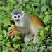 monkey_squirrel_common_la_h_0666_ecu2619.jpg